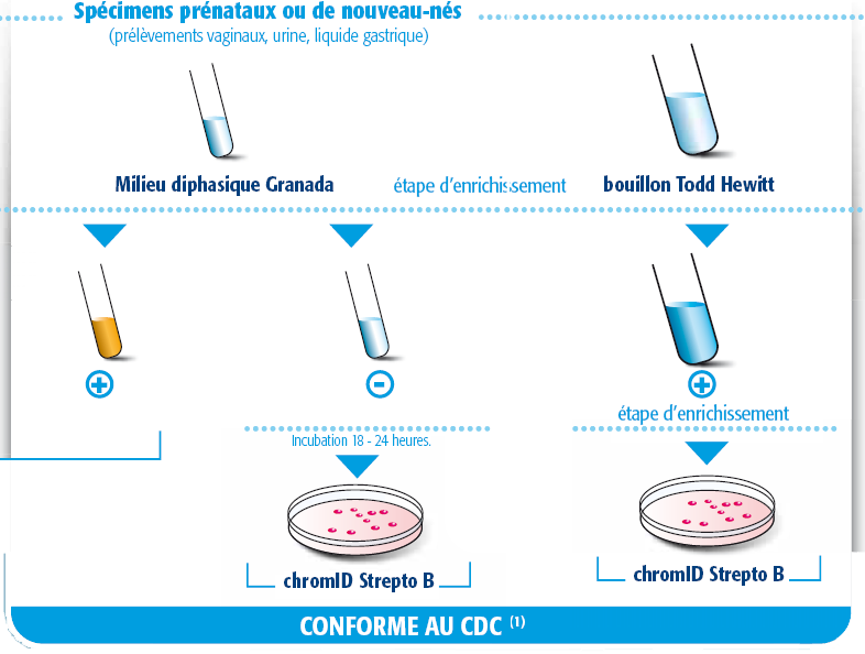 CHROMID Strepto B - Diagnostic Clinique | bioMérieux France